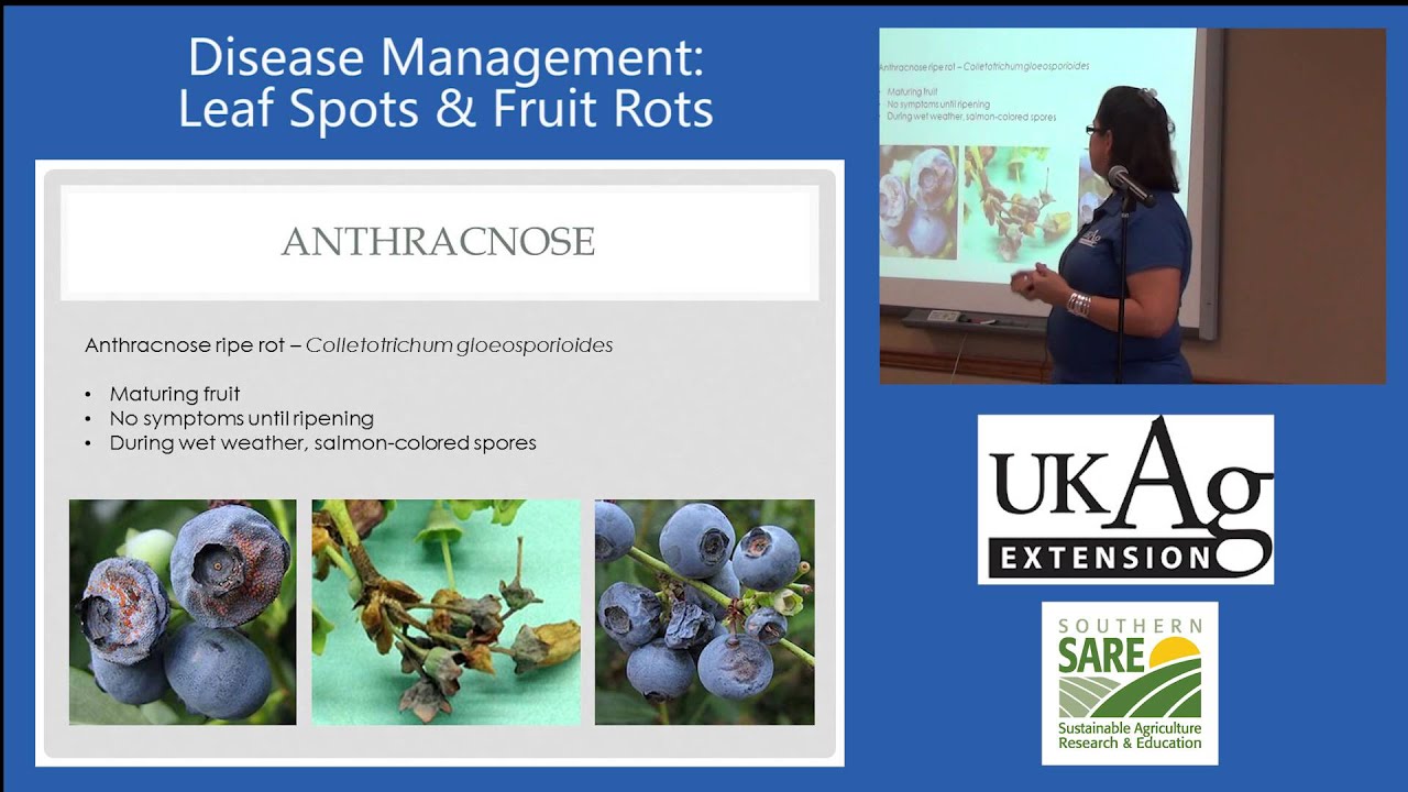 Blueberry Production in Kentucky Part 5-2: Leaf Spots and Fruit Rots