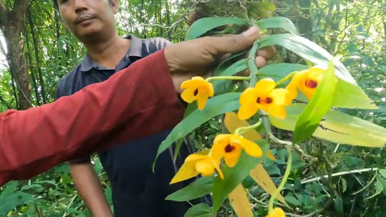 collecting the orchid flower in forest||collecting Kiya orchid phool jungle se-2023