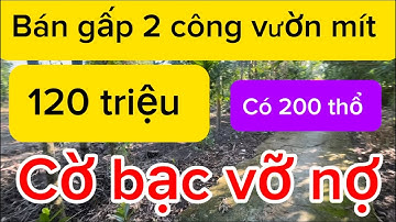 Cờ bạc bể nợ bán gấp 2 công vườn mít chỉ 120 triệu, Long Mỹ hậu Giang