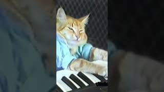 Keyboard Cat New Shorty