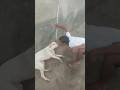 Dogs funny reaction to entering optical illusion rug! #shorts