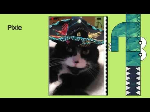 funny-and-cute-cat-pixie-wearing-mariachi-hat