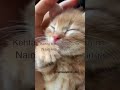 Dil mara senti #catmemes #tweettweet #funny #catphotos