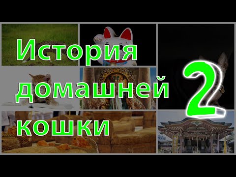 История домашней кошки (ч.2). "Левши" среди кошачьих, кошки в блокадном Ленинграде, средние века.