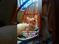 What does YOUR cat do all day?🐱#cat #funny #kitten #pets #cute #shortsfeed #shorts #catvideos #fyp