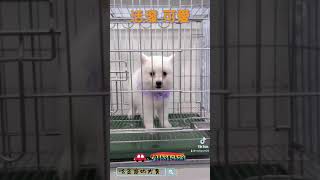 哈柔寵物犬舍-狐狸犬寶寶