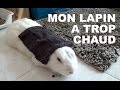 Mon lapin a trop chaud 