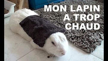 Comment savoir si un lapin a trop chaud