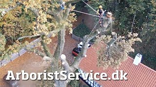 Tree Rigging - A Nice Drone Shot by Soren Satellit 11,787 views 5 years ago 1 minute, 6 seconds