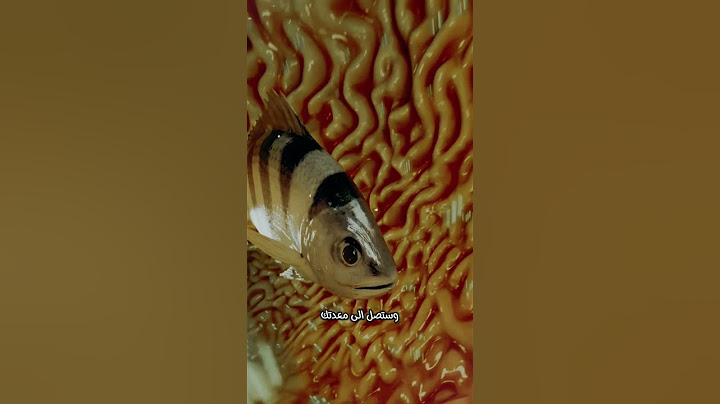 ماذا يحدث لجسمك إذا ابتلعت سمكة حية؟ 🤯🐟