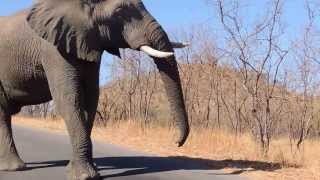 Elephant speaking loud & clear in Kruger Park, South Africa