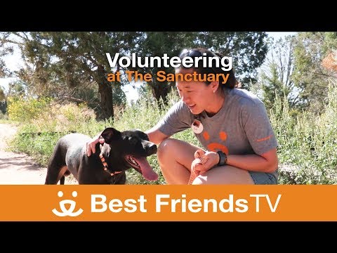 Vídeo: Guía Para El Voluntariado En Best Friends Animal Sanctuary - Matador Network