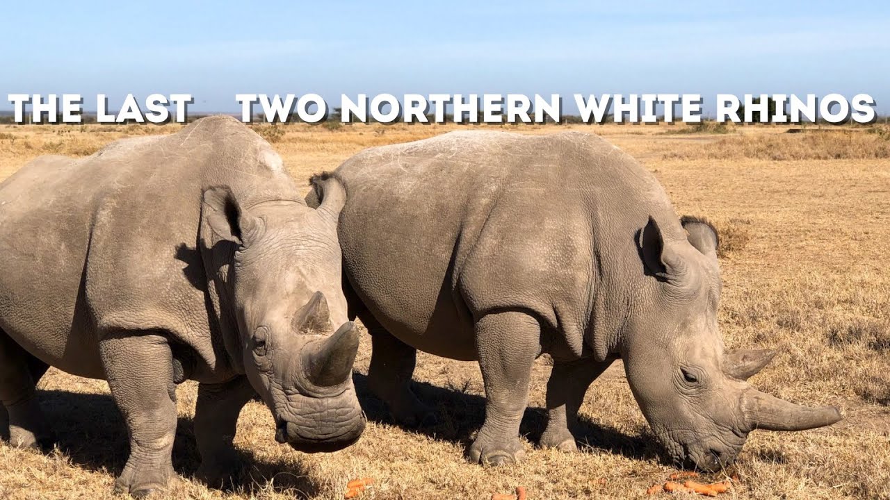 The Last Two Northern White Rhinos In Existence | Drive 4 Wildlife