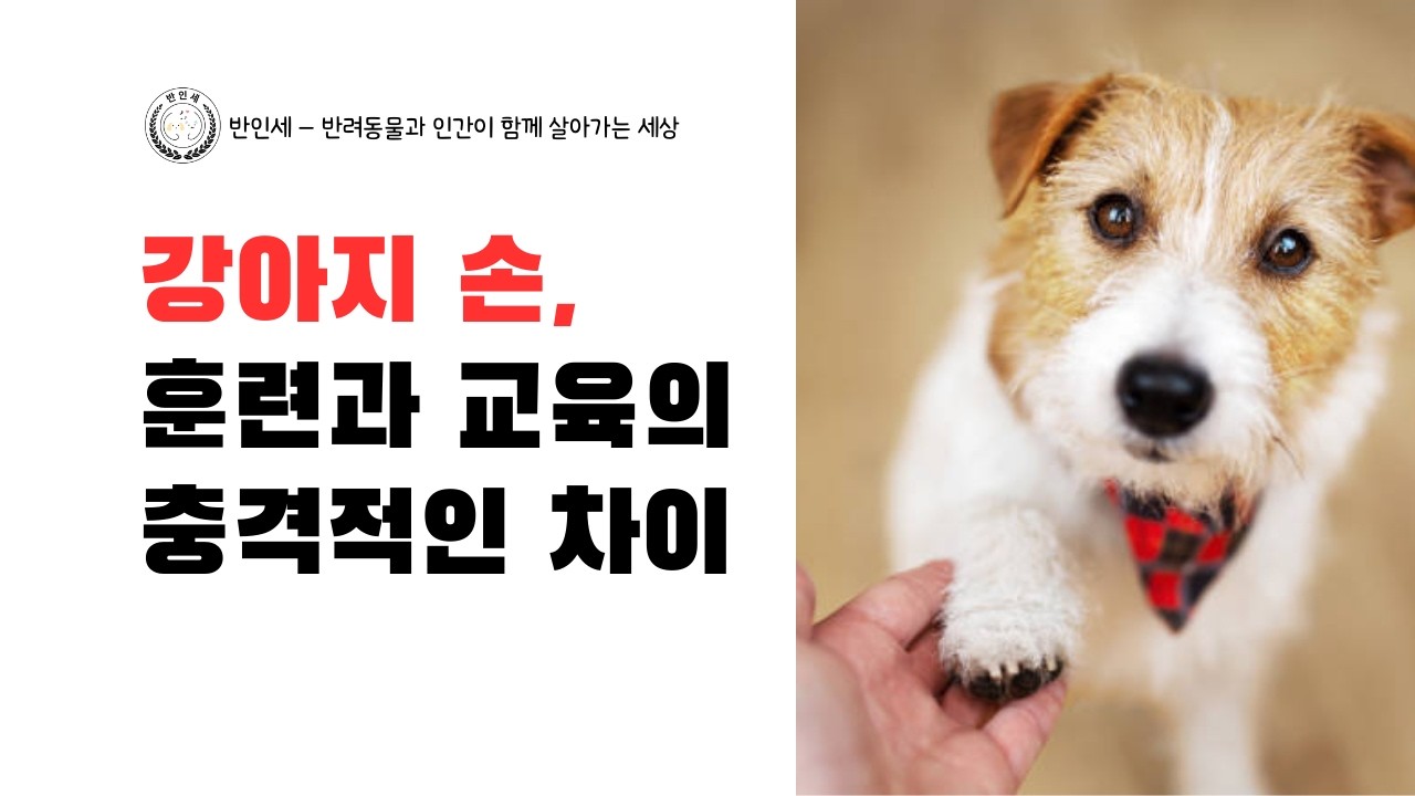 강아지 손, 훈련과 교육의 충격적인 차이 - 롱폼