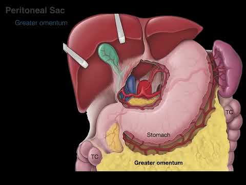 Video: Kaj je visceralni peritoneum?