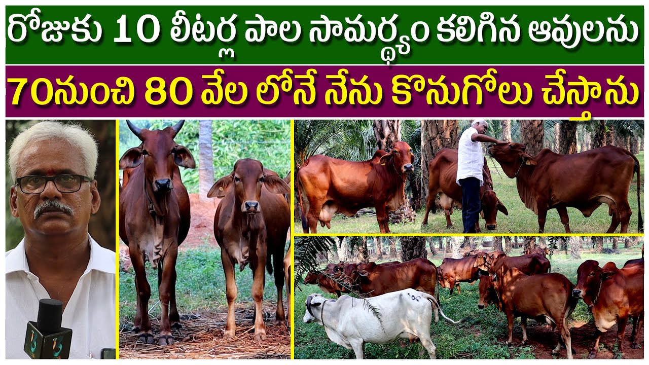 Open grazing Desi cow farm Tips |8లీటర్లపాలు ఇచ్చే ఒంగోలు ఆవులు నాదగ్గర ఉన్నాయి|KaturiA2Milk