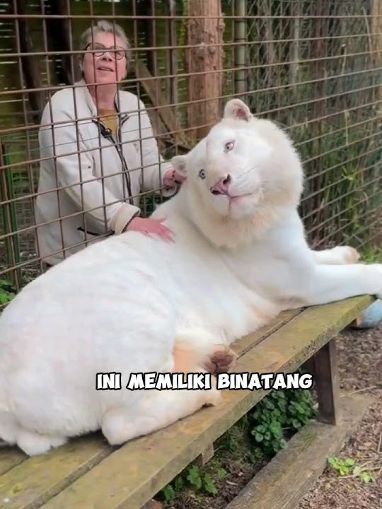 Kekuatan cinta dan kasih sayang mampu merubah harimau putih ini menjadi begitu jinak🥺❤️