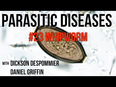 Видео: Инфекция Whipworm: симптомы, причины, лечение и профилактика