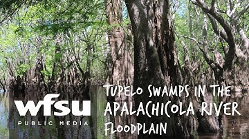 How do Tupelo Trees and Crawfish Help Apalachicola Bay?