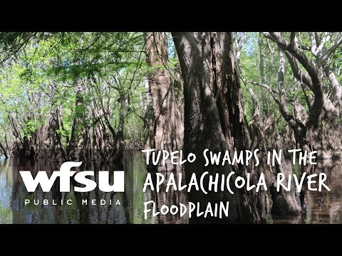 Video: Što je Swamp Tupelo - Saznajte više o uvjetima uzgoja Swamp Tupelo