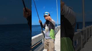 How to catch grouper from the Skyway Fishing Pier 🔥