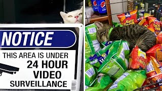 Best Of All Pics Of Bodega Cats That Look Like They’re Running The Place