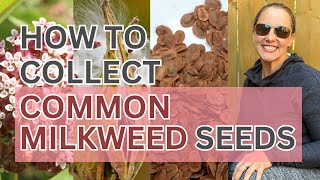 Testing 3 Ways to Harvest Common Milkweed Seeds | Asclepias syriaca 🦋 #milkweedformonarchs