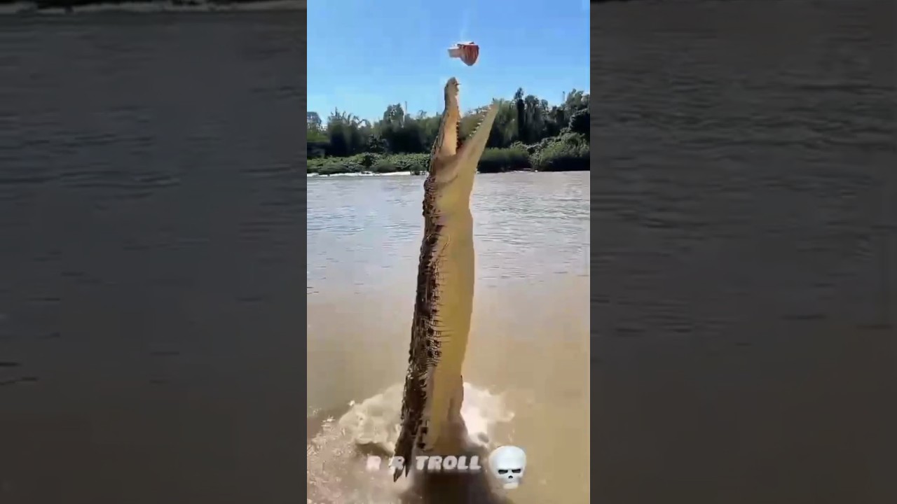 Animal Transformation Small to Big 