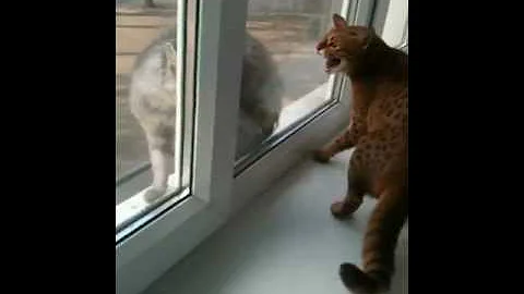 Watch the video about Angry cat ocicat