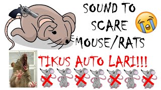 [10 MINIT] BUNYI KUAT UNTUK MENAKUTKAN TIKUS & CENCURUT | SOUND TO SCARE MOUSE & RATS