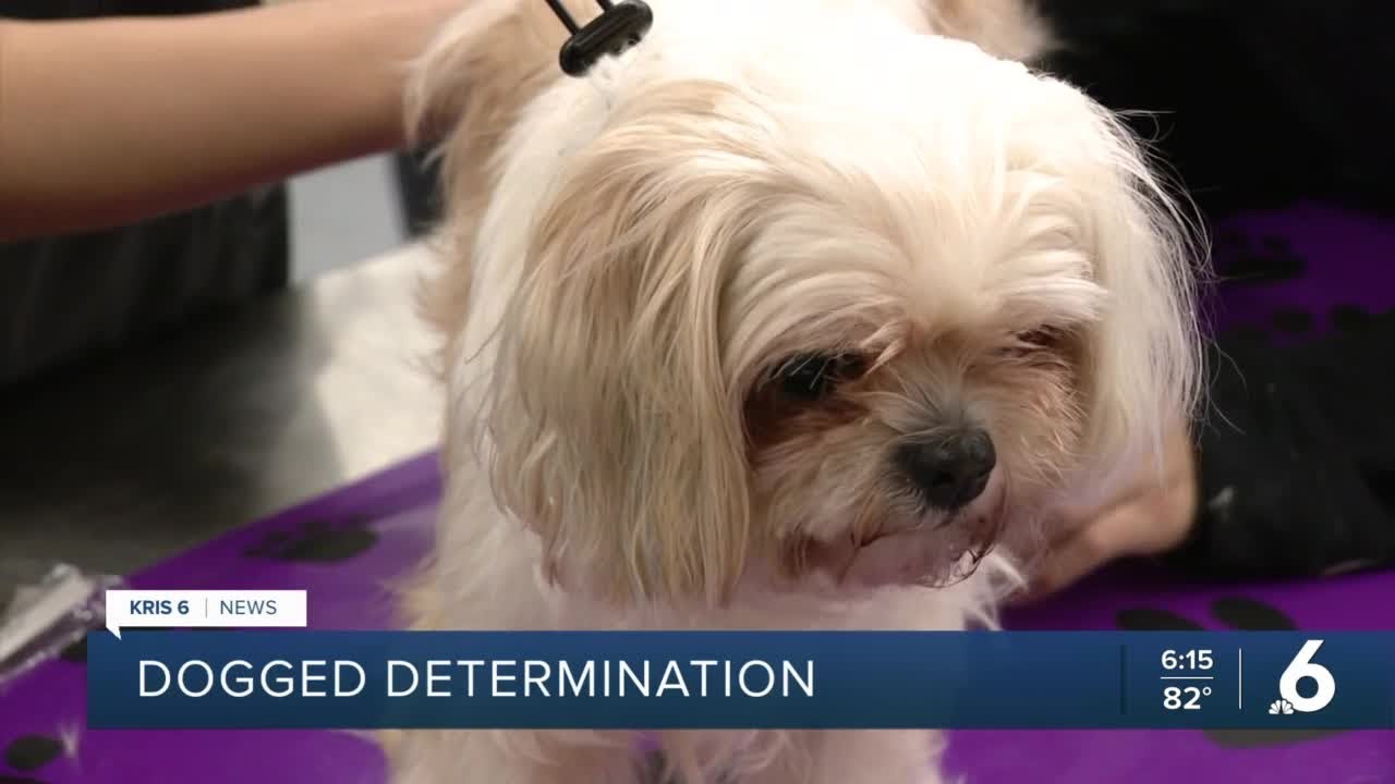 doggy-daycare-at-robstown-early-college-high-school-offers-learning