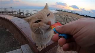 夕暮れの海で美味しそうにちゅ～るを食べる猫達