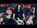 Canine metal heavy metal songs sung by dogs