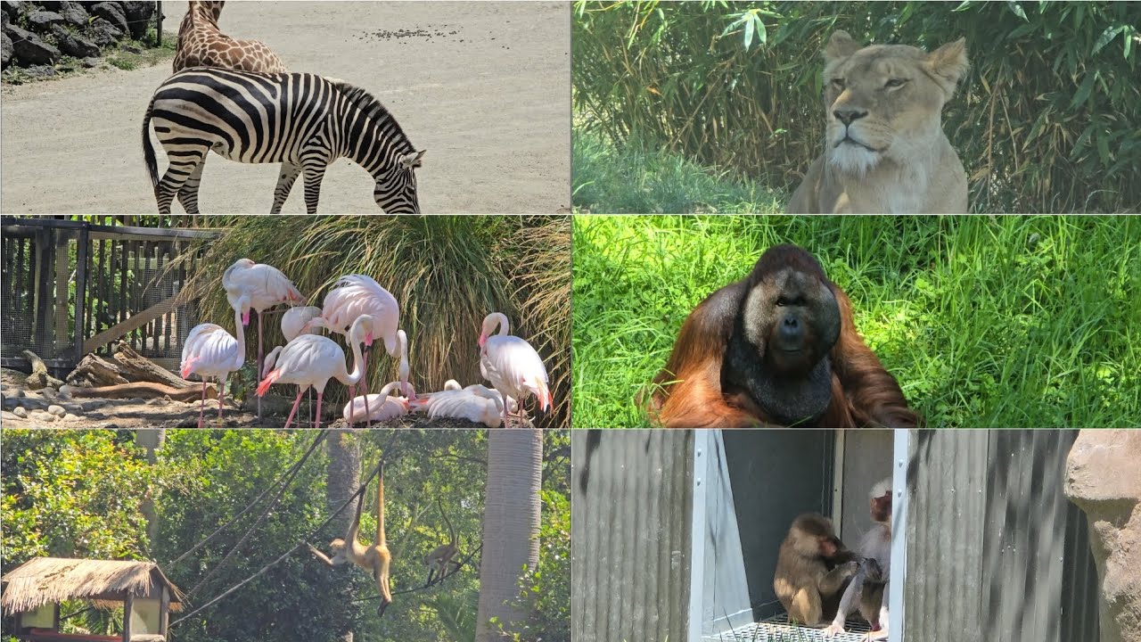 Exploring Auckland zoo's wonders 