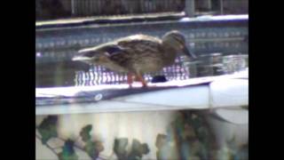 Wild Ducks In My Indiana Backyard Pool