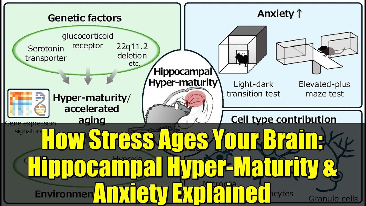 How Stress Ages Your Brain: Hippocampal Hyper-Maturity & Anxiety Explained