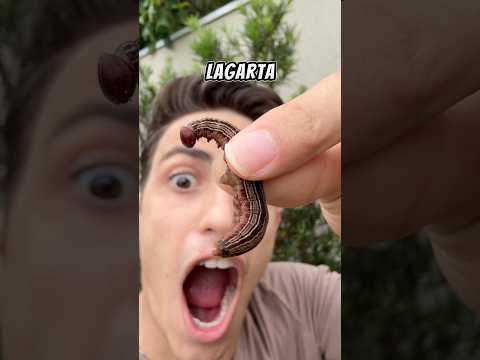 Alimentei minha planta carnívora com uma lagarta?!😱 #shorts