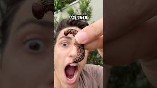 Alimentei minha planta carnívora com uma lagarta?!😱 #shorts