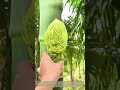 Pruning Blossoms: How Farmers Pluck Unwanted Blooms From Areca Tree Trunks