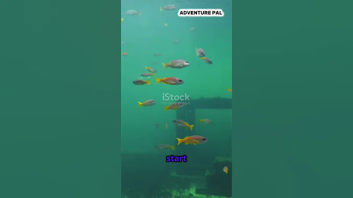 FUN FACTS ABOUT GIANT GROUPER #facts #reels #viral #fyp #ocean #wildlife #shorts