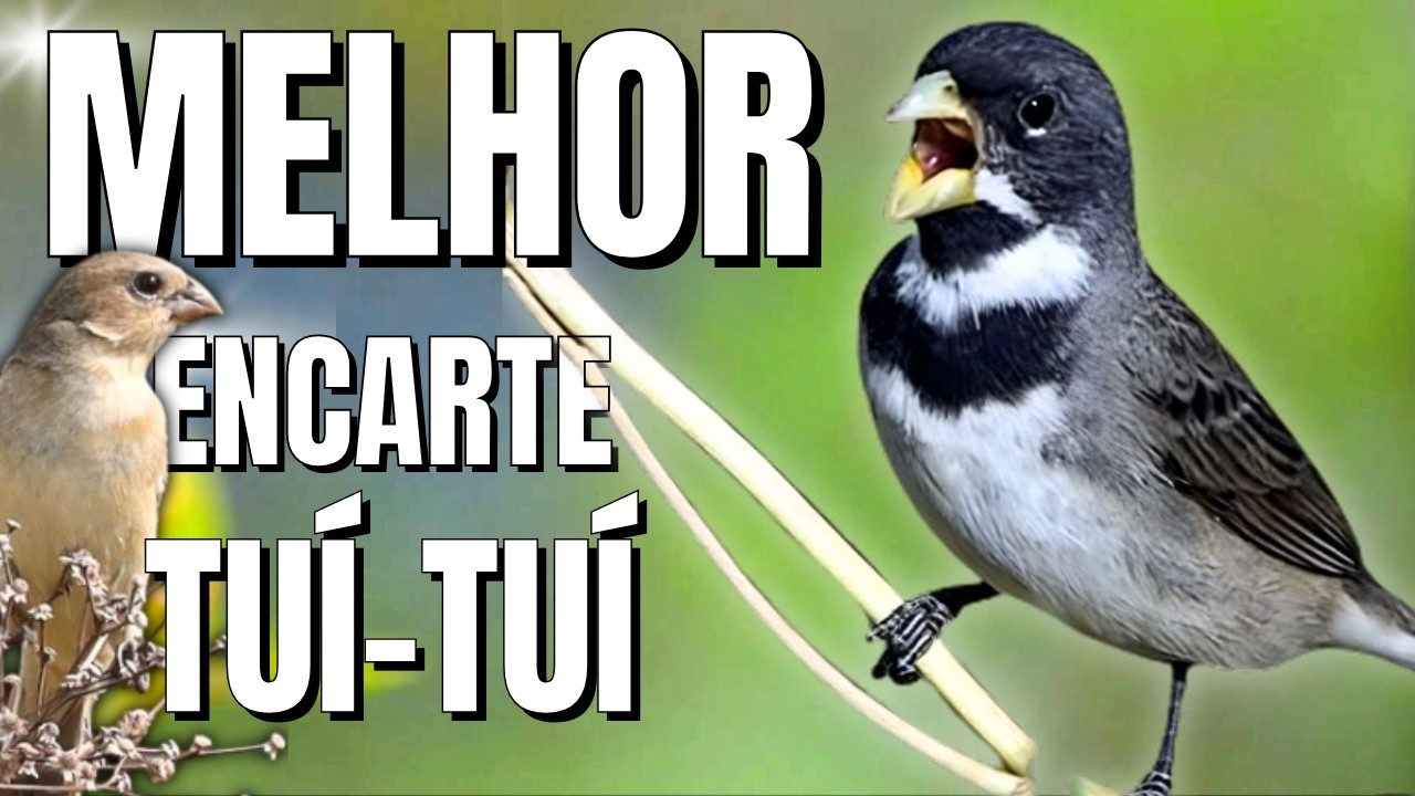 🟢 MELHOR CANTO DE COLEIRO TUI TUI PARA ENCARTE DE COLEIRO🟢🟢ÁUDIO COM FÊMEA  - TURBINE SEU COLEIRO 🟢