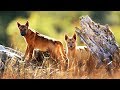 Dingos VS émeu - ZAPPING SAUVAGE