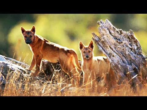 Vidéo: Qui Sont Les Chiens Dingos