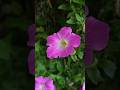 Night Walk Finds a Flower Swaying by the Road