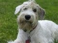 Sealyham Terrier / Силихем терьер の動画、YouTube動画。