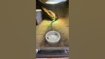 Ackie Monitor 🦎 vs Dubia🪳#shorts #reptile #animal