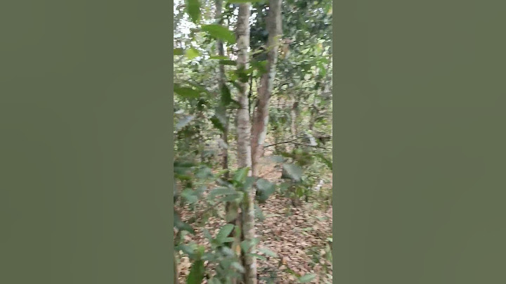 mencari makam keramat di tengah hutan #shorts #shortsvideo #mistis