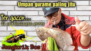 Umpan gurame paling jitu | pemancingan gerry