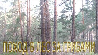 Огромные белые грибы и земляника. Видео высокой  четкости, с видео можете делать заставки