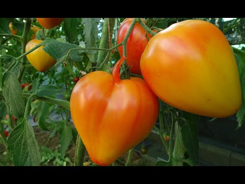 Video: Wellpappe Tomatensorten